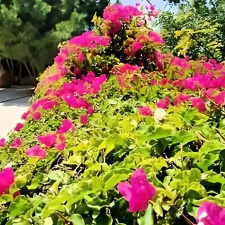 Вилла Dream Escape To Agios Georgios, Peyia